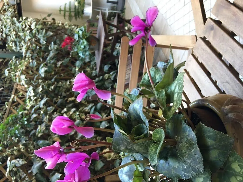 住宿加早餐酒店 St. John Rome B&B
